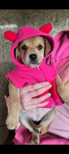 Cachorrinhos para adoção