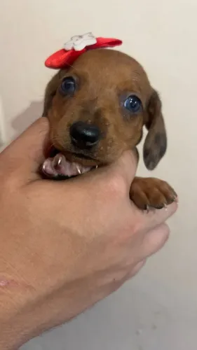 Dachshund com excelente padrão da raça