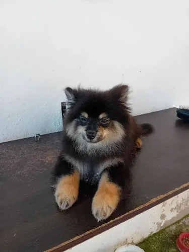 Machinho Black Tan (Lulu da Pomerânia)Spitz Alemão