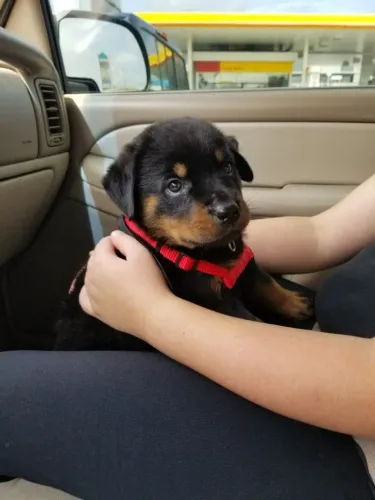 Rottweiler Um filhotinho para conhecer e se encantar