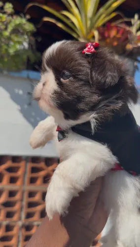 Shih-tzu Exemplar Fêmea - Linda - Pedigree 