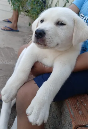 Doacao de cachorro