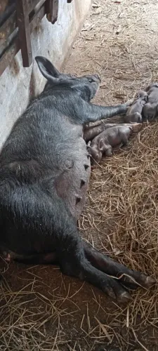 Vendo porca parida 3 fêmeas 
