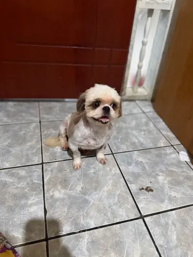 Shihtzu fêmea adulta 