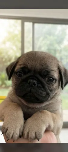Pug