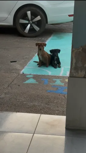 DOAÇÃO RESPONSÁVEL DOIS CACHORROS