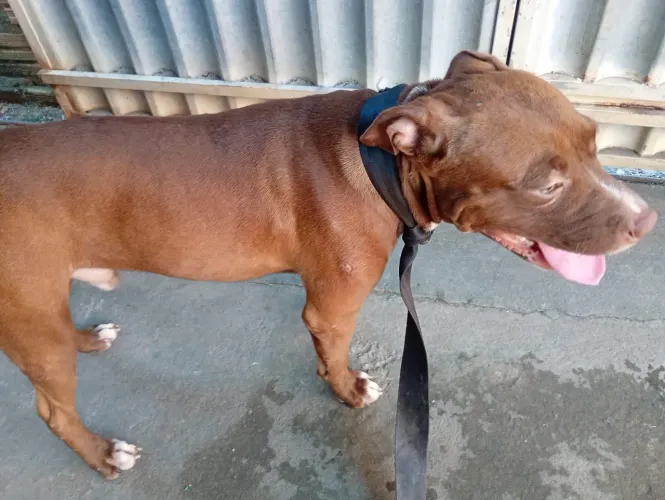 Vende-se dois Pitbull de 10 meses