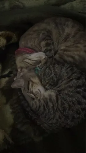 Doa-Se gato e gata