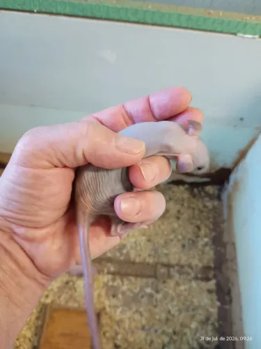 Ratos Twister