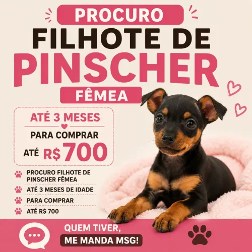 Procuro filhote de pinscher fêmea para compra
