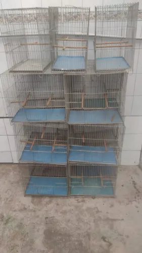 Ten 15 gaiolas  48 centímetros de comprimento  36 altura  23 de largura