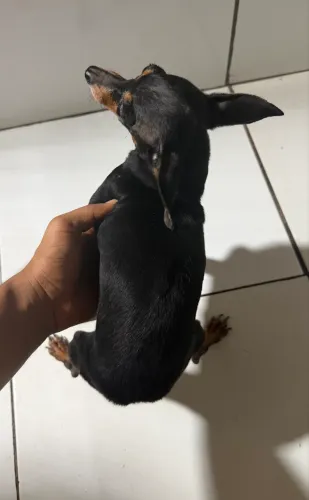 Pinscher fêmea castrada 