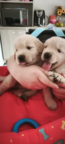 GOLDEN RETRIEVER