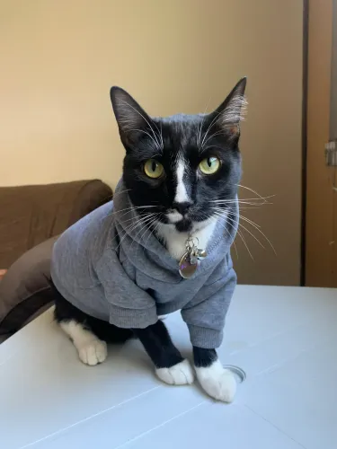 Adoção Responsável - Gatos
