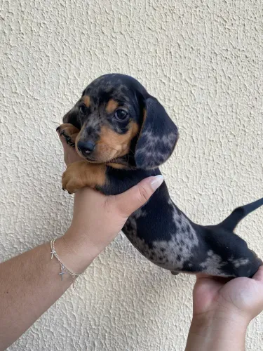 Filhote de Cofap (Daschund, Teckel, Basset) macho arlequim! Disponível!