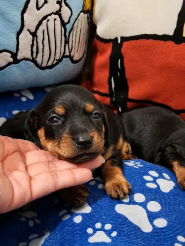 Filhotes Dachshund (salsichinhas)