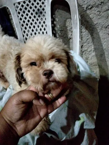 Shih tzu
