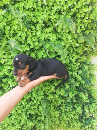 Dachshund Mini Fêmea e Macho Disponível ( famosos salsichinhas) Cofap Teckel
