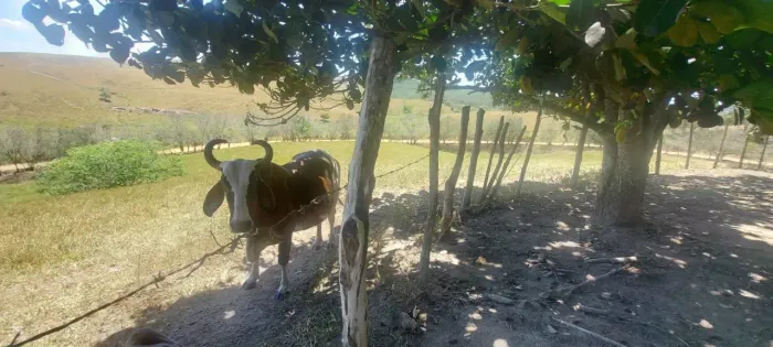 Fazenda à Venda Em Capela