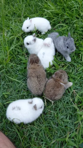 Filhotes de Coelho Anão - Netherland Dwarf