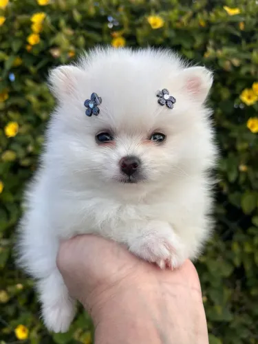 Spitz alemão