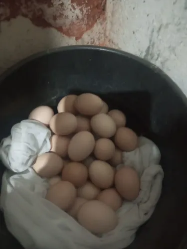 Vendo ovos galados de galinhas de raça pura de Brahma white e perdiz azul