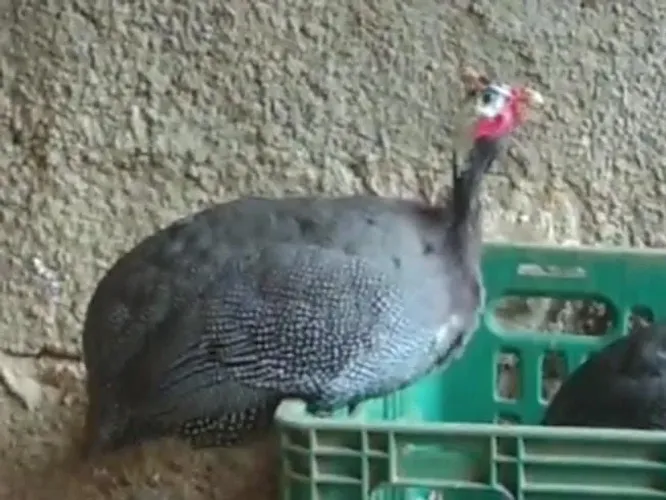 Ovos de galinha de Angola 