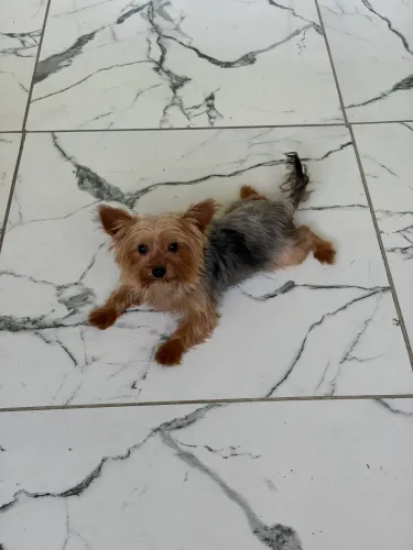 Yorkshire terrier