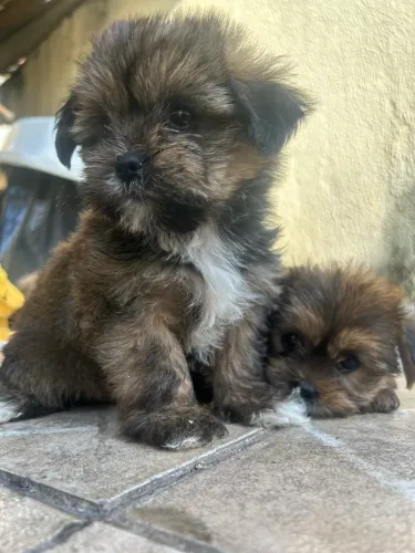 Filhote Shih tzu 50 dias