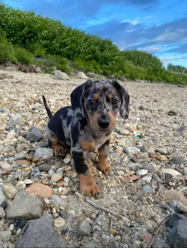 Dachshund: Seu Novo Amigo Pode Estar Esperando