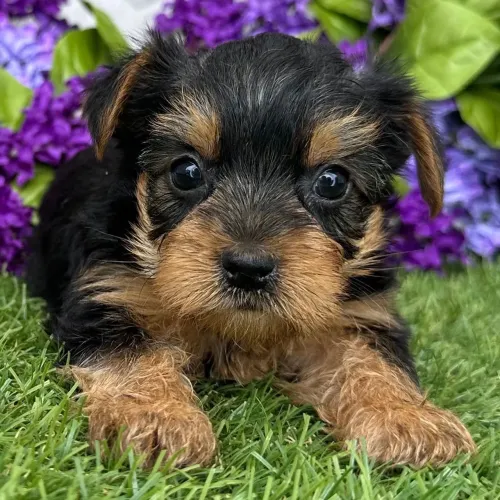 Yorkshire Terrier | Um pacotinho de amor em forma de pelos. Como resistir?