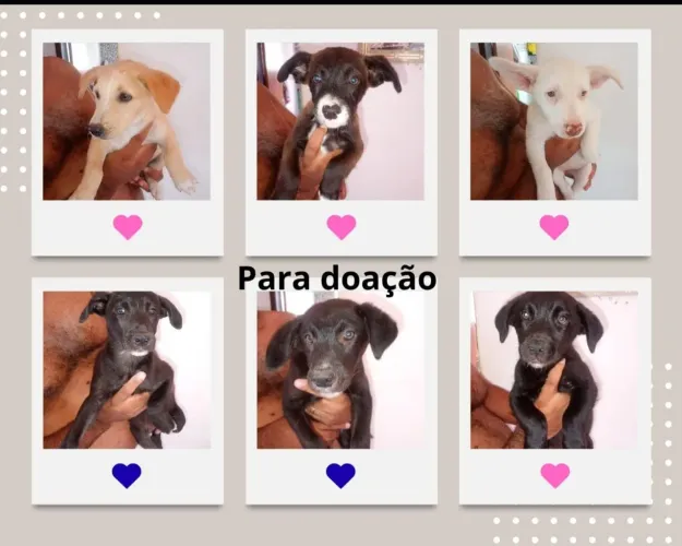 Filhotes para adoção *(leidiane)