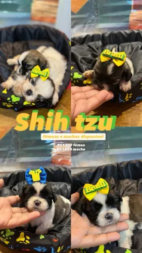 Shitzu 