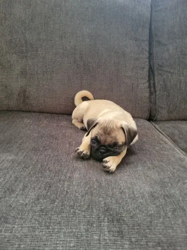 Pug Seu próximo companheiro de quatro patas está esperando