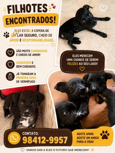 Filhotes abandonadas doação Castração garantida