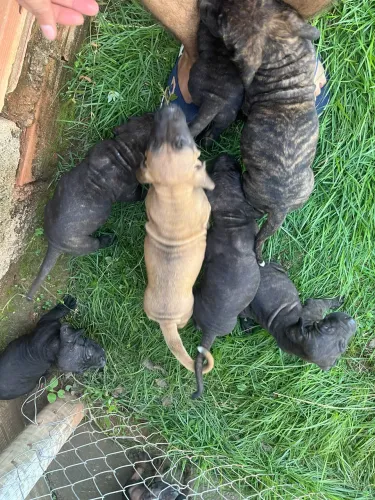 Fila brasileiro 1 fêmea caramelo 