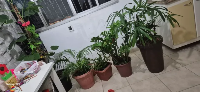 Planta 140,00 cada