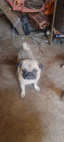 Procurace Pug fêmea para Cruzar 