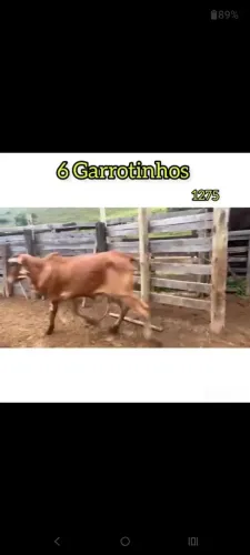 6 Garrotinhos 