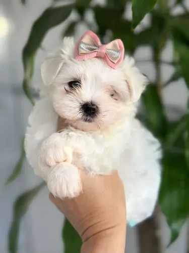 Maltês Fêmea Disponível!! Bem Bonequinha.