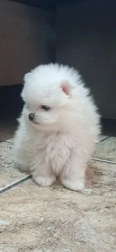 Lulu Da Pomerania, Spitz Alemão Anão