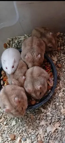 Hamster anão russo.