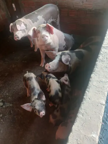 Casal de porco de raça 
