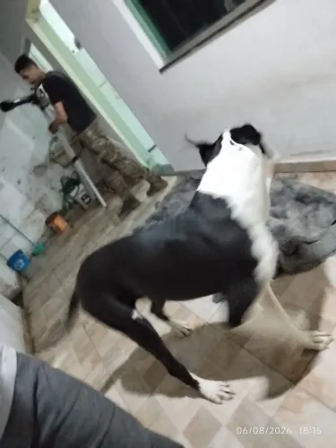 Dogue alemão
