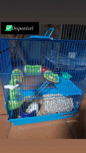 Hamister Gaiola
