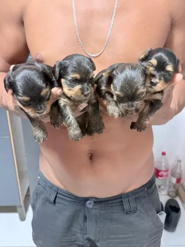 Dog raça yorkshire