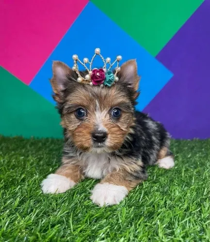 YORKSHIRE Elegância em Forma de Pet
