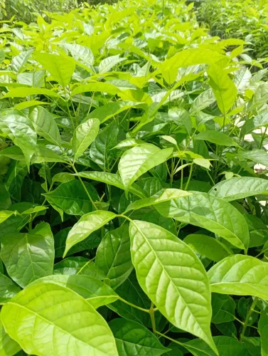 Mudas nativas  reflorestamento  