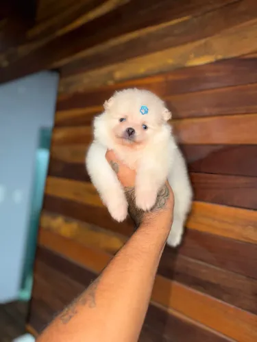 Lulu da pomerania anão