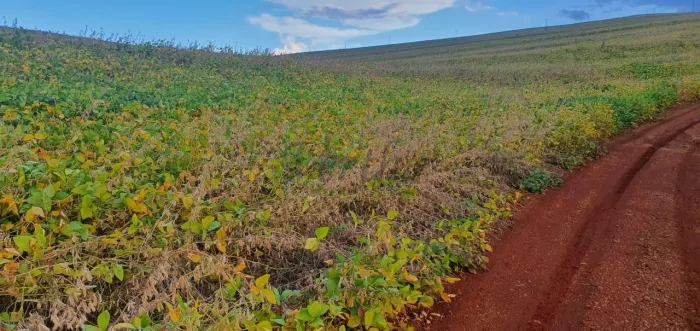 FAZENDA À VENDA, 85 Alqueires LONDRINA/PR
